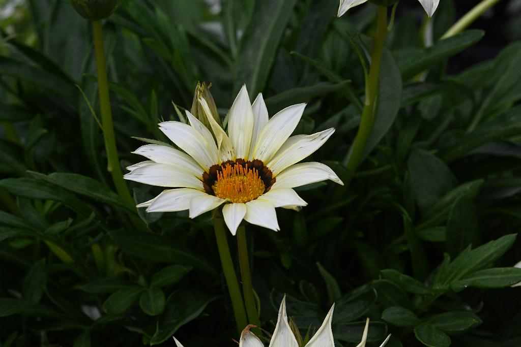 2025-07119506 Tower Hill Botanic Garden, MA.JPG - African Daisy (Gazania rigens). New England Botanic Garden at Tower Hill, MA, 7-11-2025
